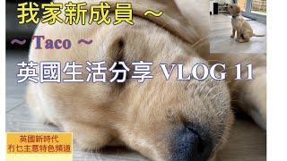 英國生活分享 - 狗仔篇 2 / 我家新成員~ Taco/8 weeks old/Labrador Retriever