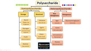 What are Polysaccharides? Polysaccharides Classification, Structure and Function