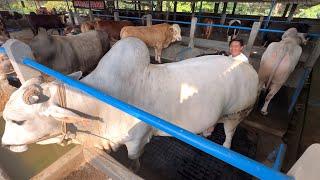 AKBAR FARM PUSAT SAPI QURBAN JAWA TENGAH OPEN TABUNGAN QURBAN‼️