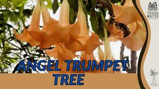 Experiencing The Enchantment Of The ANGEL TRUMPET TREE | Majestic Blooms For Your Garden