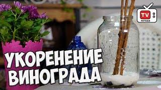 Укоренение черенков винограда в воде  Мастер-класс hitsadTV