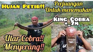 Menuju Sarang King Cobra +_7m !!? Di Hadang 2 Ekor Ular hitam berbisa tinggi!?