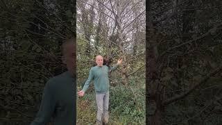 Best Swamp Tree #permaculture #nativetrees #gardening #cat