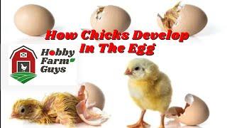 Chicken Embryology: How Chicks Develop In The Egg