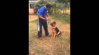 Adiestramiento de perros Obediencia sacha sentado y echado