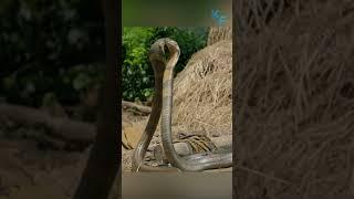 Кобра