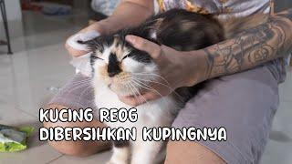 Mencegah Earmites Untuk Kucing Yang Reog Kalau Dibersihkan Telinganya