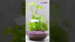 Money Plants Placements & Vastu Tips