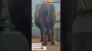 New add buffalo   #jafrabadi_buffalo #animalshorts #business