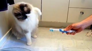 Cats vs. Toothbrushes