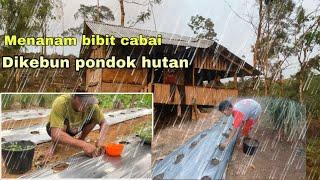 Activity harian anak desa.beramai ramai menanam bibit cabai di pondok hutan‼️