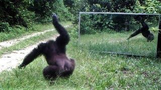 Front of mirror chimpanzee slap dance to scare intruders infiltrated their domain (their own images)