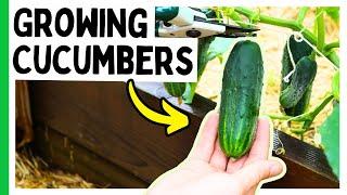 How To Grow Cucumbers From Seed (Complete Guide)