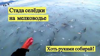 Стада селёдки на мелководье. Хоть руками собирай! // I pick herring with my hands! (Eng Subs)