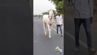 I Am Back Mr. કણબી  Mitul Patel 9824231927 #horselover #mitulpatelkaranasavfarm #horserider