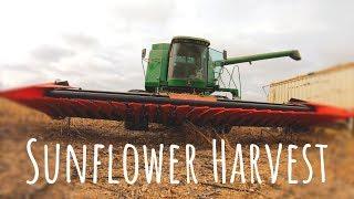 SUNFLOWER HARVEST - Franco Fabril S.A. Header