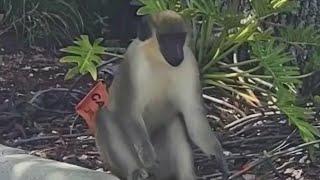 Love-seeking monkey on the loose in Florida