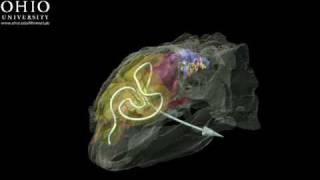 WitmerLab: Euoplocephalus nasal passage