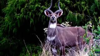 OBSTV- Inside Oromia- Bale mountain national Park!