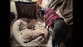 Gentle Great Dane Tries To Wake Up Cat Sleeping In Her Dog Bed