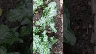 Ароник итальянский. #цветы #garden #сад