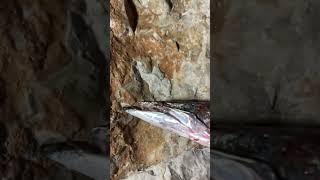 Antalya Barracuda  Sphyraena