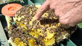 You are not going to believe where these bees built their hive!
