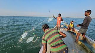 செரையா வலையில் வந்த வஞ்சிரம் மற்றும் பாறை மீன்கள் | Muthunagar meenavan