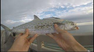 Fishing For Yellow Jacks and Mackerel on Long Key Bridge! (2022 Florida Keys Fishing Trip)