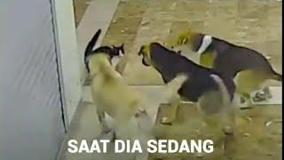 Video Anak Kucing Di Keroyok Anjing