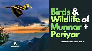 Birds & Wildlife of Munnar and Periyar:  Exploring Western Ghats- Part 3