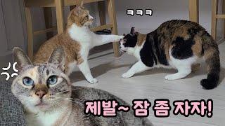 밤마다 오두방정 노는 언니 때문에 화가 난 동생! | 놀다가 자꾸 베이지를 덮치는 나비ㅋ