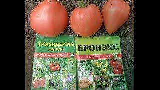 ФИТОФТОРА  - КАК ВЫБИРАТЬ ПРЕПАРАТ ДЛЯ БОРЬБЫ С НЕЙ? Ольга Чернова.