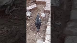 #shortsvideo #cow #henchicken #aseelmurga #cow #shortsvideo #shortsvideo #mspetsvlogs #shortsviral