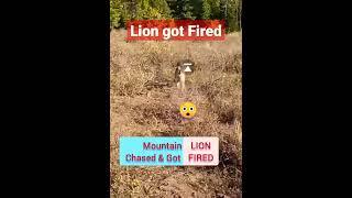 LION GOT FIRED   #shorts #animals #beezii #nature