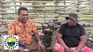 Niu Malili   18 04 2024   Maumaga Savaii   Viliamu