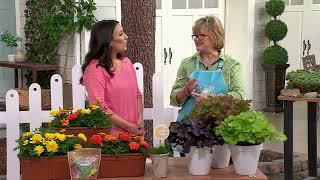 Girl Next Door 3-Piece Colorful Coral Bells Live Plants on QVC