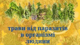 НАЙЕФЕКТИВНІШІ ТРАВИ ВІД ПАРАЗИТІВ В ОРГАНІЗМІ ЛЮДИНИ.