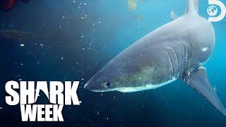 Queen Boss Shark Revealed | Belly of the Beast: Bigger & Bloodier | Shark Week