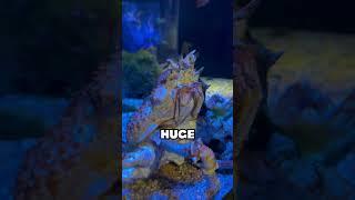  It's All About INVERTS at the New York Aquarium!! | #SHORTS #ZOOTOURS