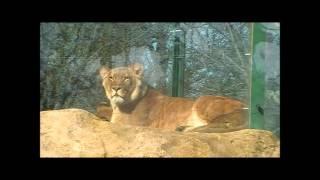 Tiergarten Schönbrunn Februar 2016