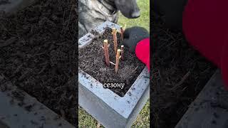 Как заново посадить гортензию #дача #огород #сад #цветы #рассада