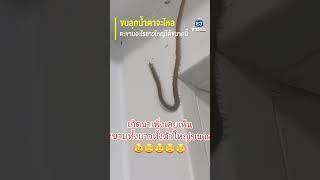 ขนลุกน้ำตาจะไหล ตะขาบอะไรยาวใหญ่ได้ขนาดนี้