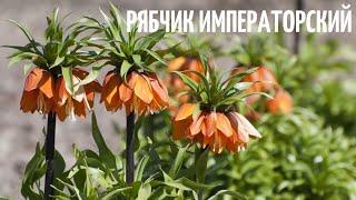 Рябчик императорский.  Красивый,  необычный цветок. Краткое описание.