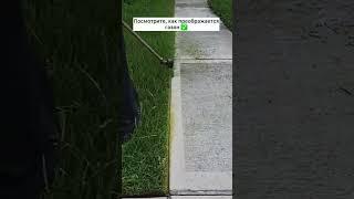 Главное правило стрижки газона / Подсолнухи / Строительство / Загородная жизнь / Лайфхаки /