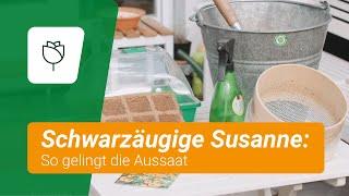 Schwarzäugige Susanne aussäen: So geht's