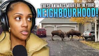 IS THIS TRUE?! | CASUAL GEOGRAPHIC | How to Not Get Unsubscribed from Life by Animals | REACTION