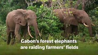 Gabon's forest elephants test public patience