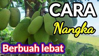 Cara pohon nangka cepat berbuah