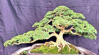 BONSAI KOLEKSIAN ‼️ REVIEW HARGA BERBAGAI JENIS BAHAN BONSAI